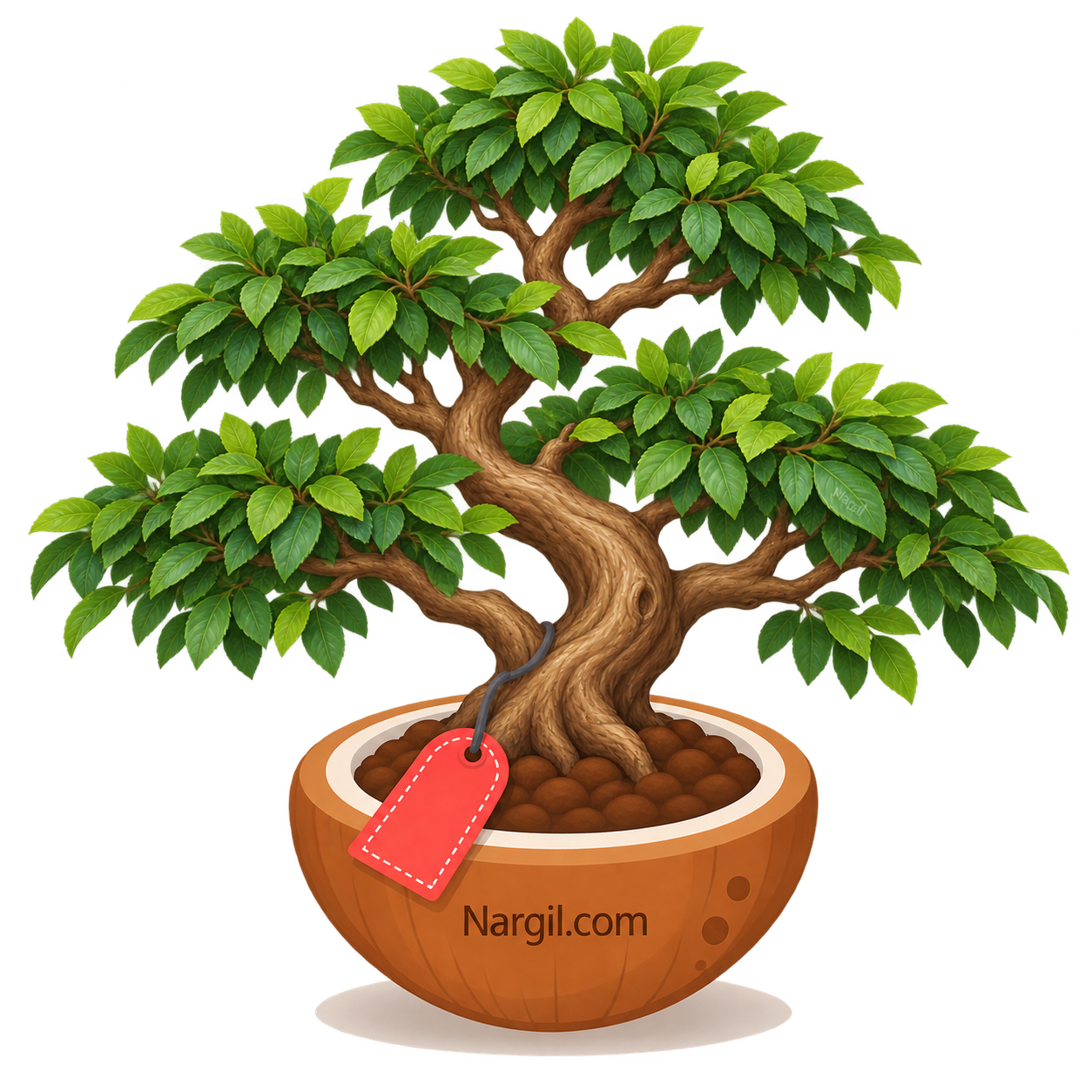 Nargil_Ulmus parvifolia Bonsai
